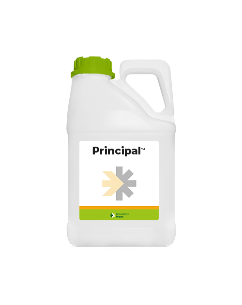 Principal