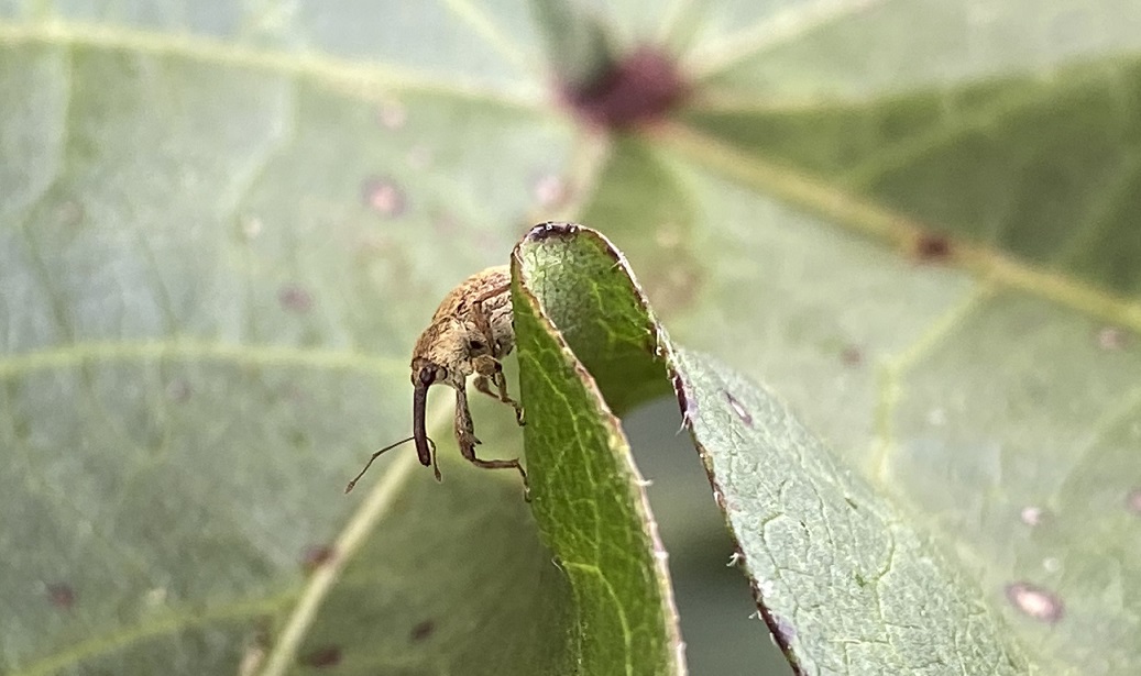 Bigudo-do-algodoeiro – Foto Carlos-Rovensa Next Brasil Bigudo-do-algodoeiro - Foto Carlos-Rovensa Next Brasil