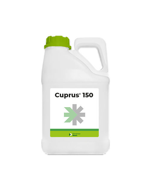 Cuprus 150