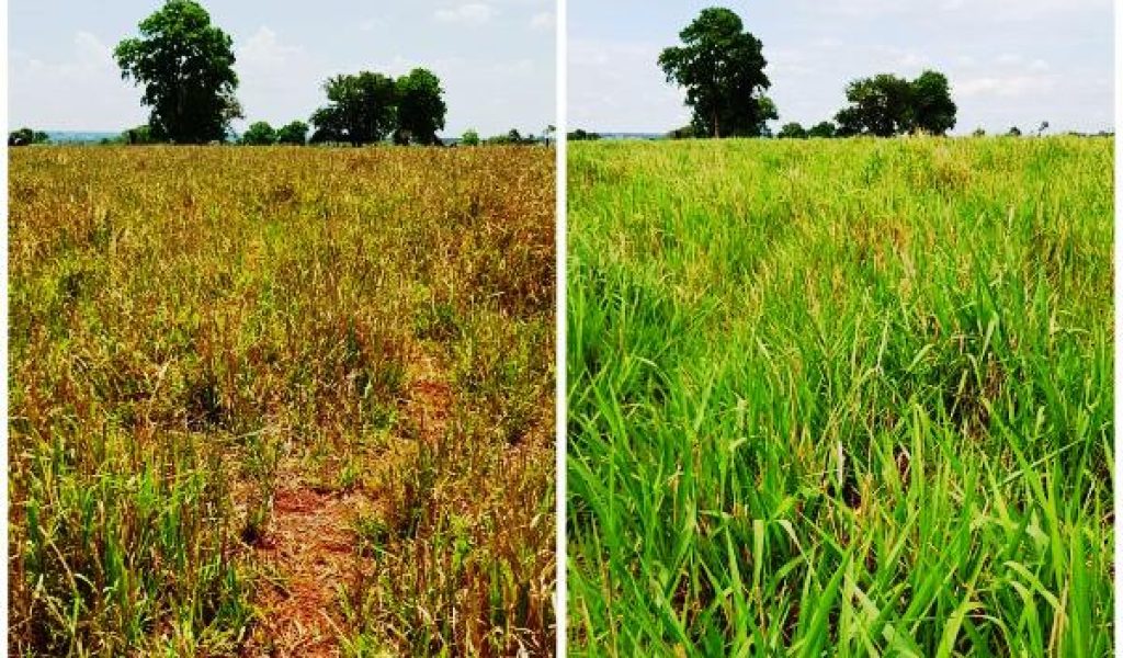 Adubação foliar em pastagem