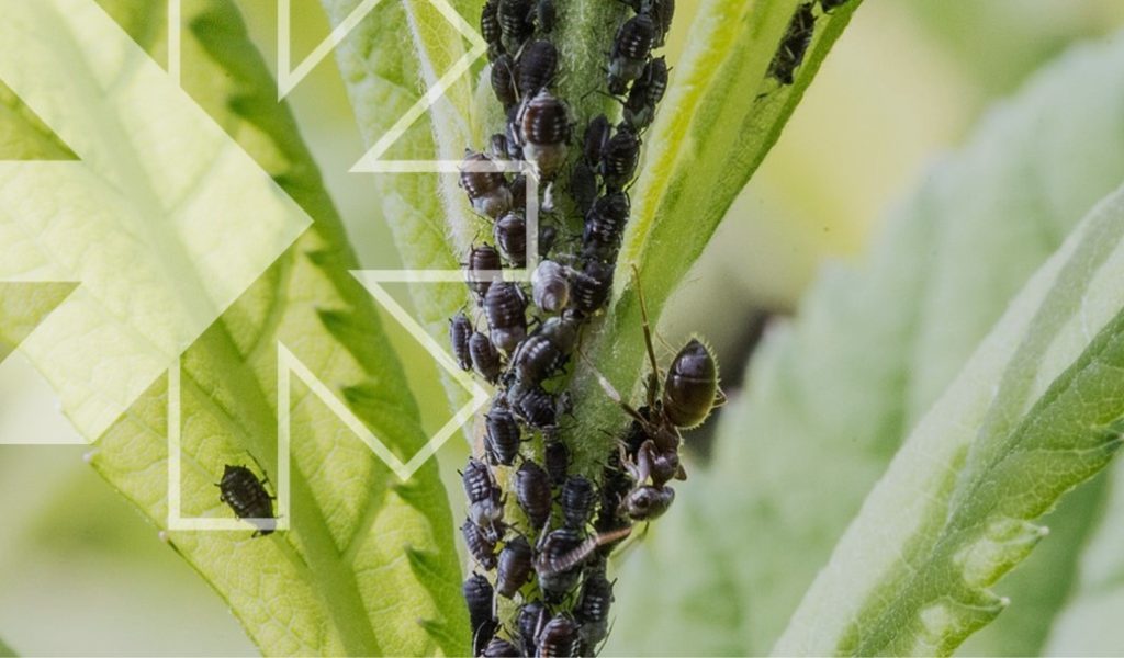 Combate à resistência de pragas e doenças agrícolas