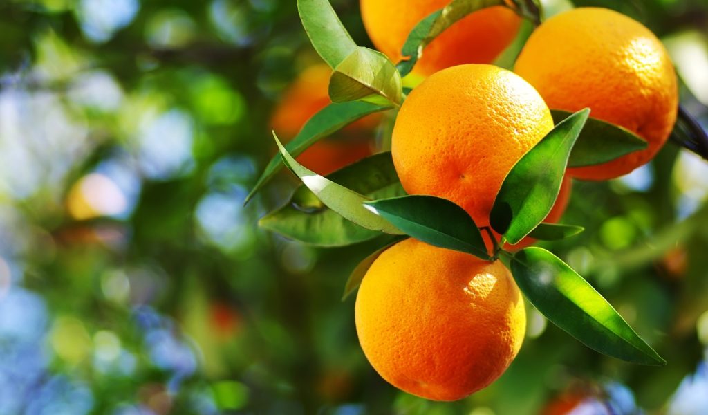 oranges branch with green leaves on tree